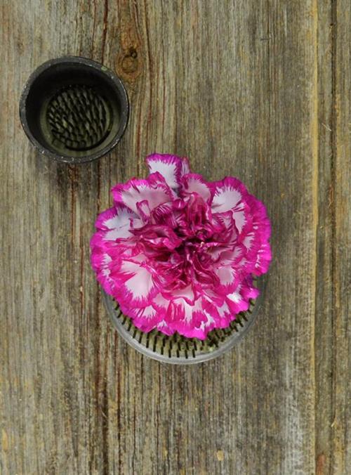 Kino  Bi-Color Purple/ White Carnations